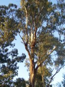 dag 6 Eucalyptus_tree