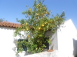 dag 7 citroenboom